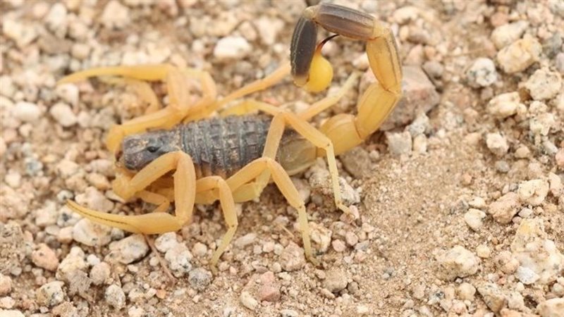تفسير حلم العقرب