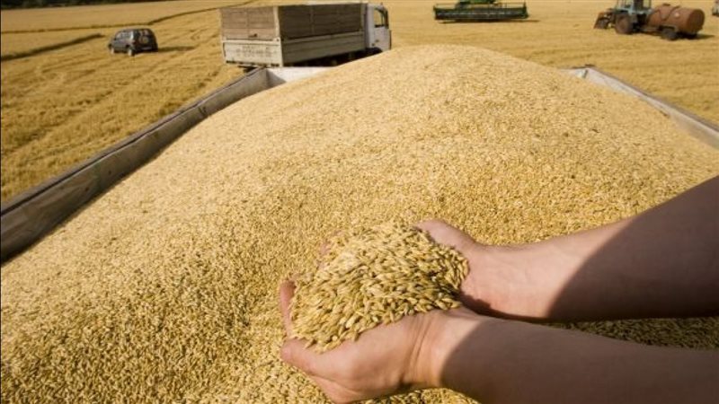 أسعار القمح المستورد،