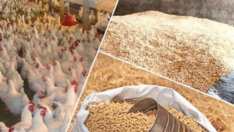 أسعار أعلاف الدواجن