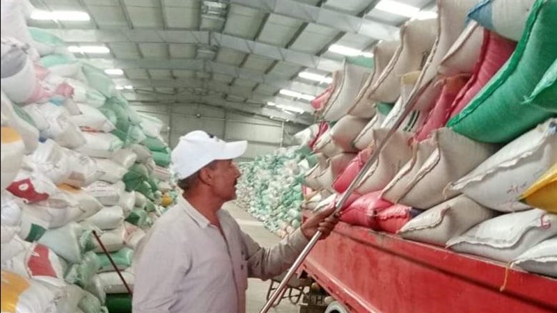 توريد القمح في الصوامع