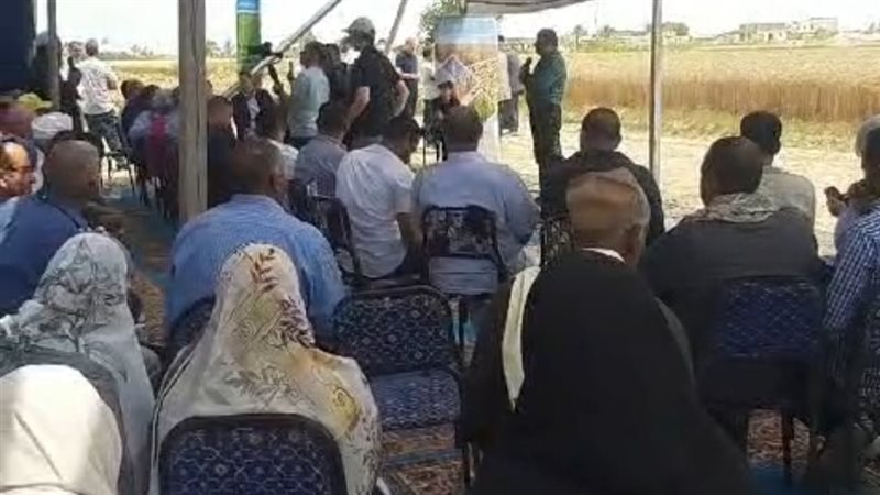 احتفالية حصاد القمح