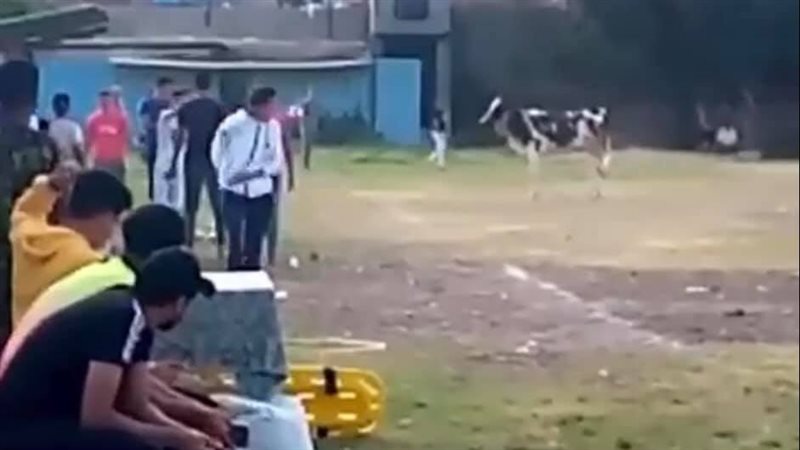 بقرة تقتحم ملعب مباراة