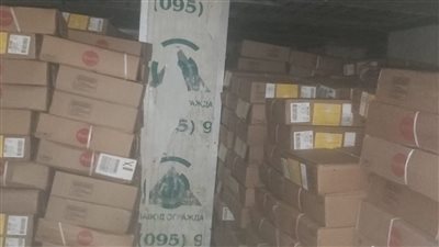 نشرة أخبار الإسكندرية| إحالة أوراق نجار للمفتي.. وقوافل طبية يستفيد منها 1529 مواطنا
