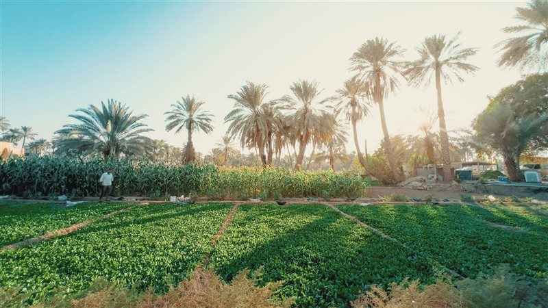 تفسير رؤية المزرعة
