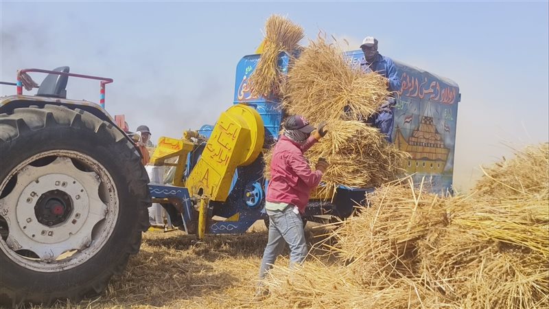 القمح في الدقهلية،