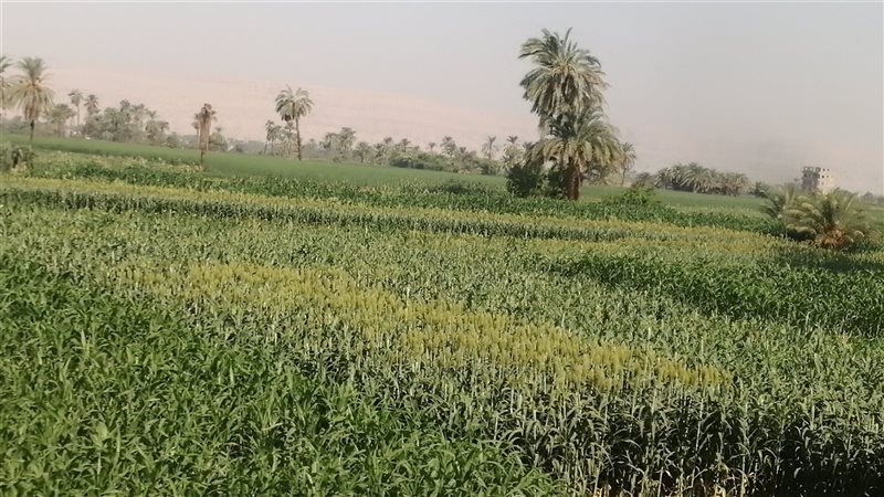 توصيات زراعة الأقصر