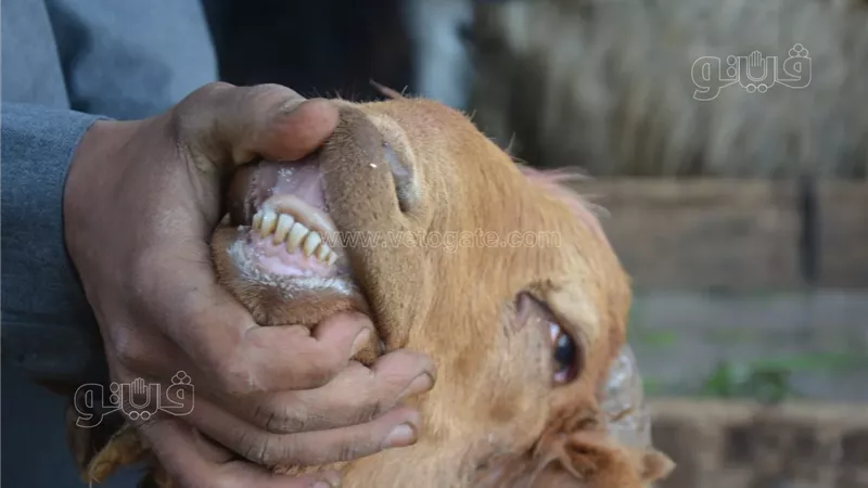 أضحية العيد، فيتو
