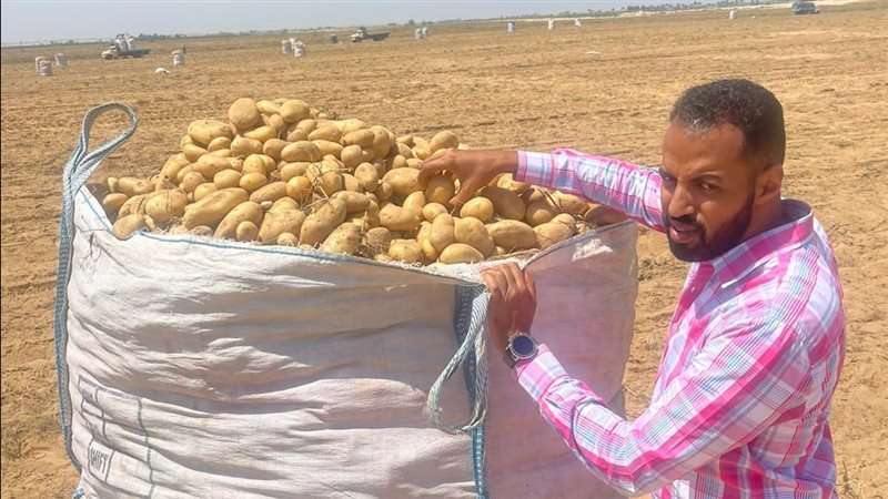 حصاد البطاطس، فيتو