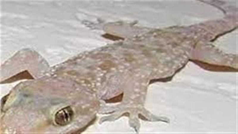 تفسير حلم ضرب البرص