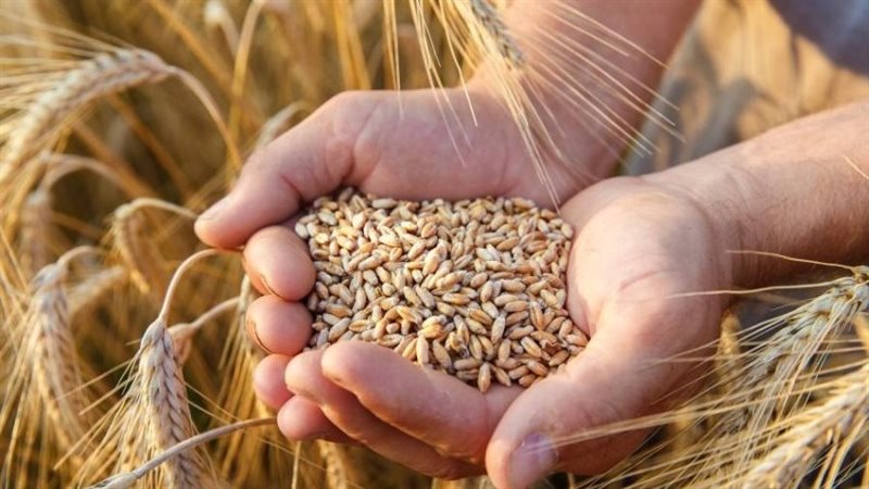 موسم القمح الجديد،فيتو