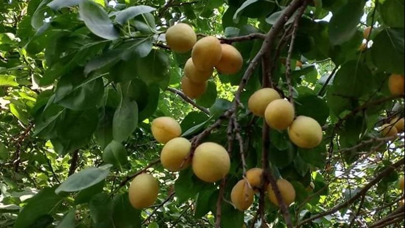 حصاد محصول المشمش