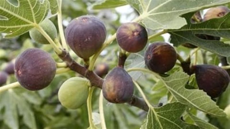 تفسير رؤية التين