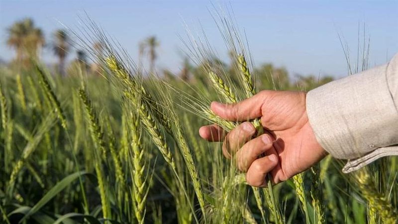 زراعة القمح، فيتو