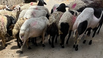 استعدادا لعيد الأضحى، محافظ أسوان يوجه بطرح خراف وعجول بلدية بأسعار مناسبة 