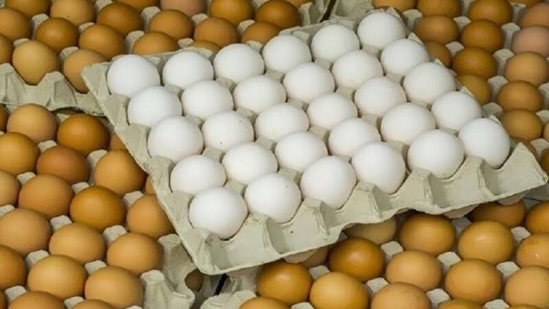 ارتفاع أسعار البيض