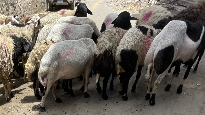 أضحية،فيتو
