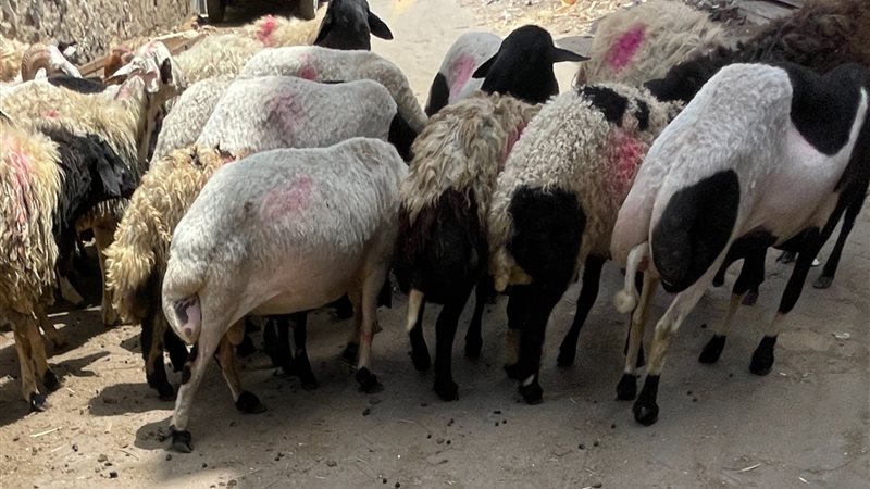  الأضاحي