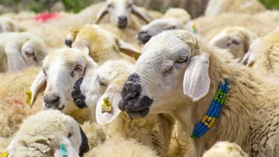 ما حكم الشرع في بيع لحوم الأضاحي؟.. الإفتاء ترد 