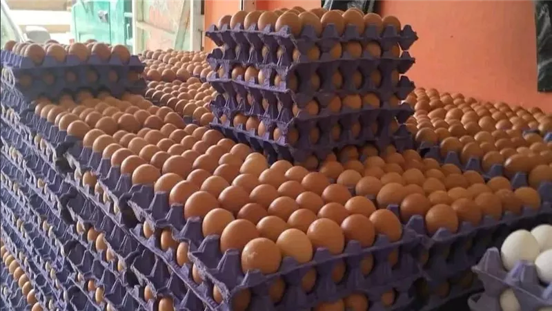 أسعار البيض اليوم