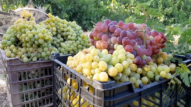 العنب 