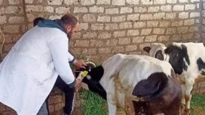 تستهدف 220 ألف رأس، انطلاق الحملة القومية لتحصين الماشية بالفيوم غدا