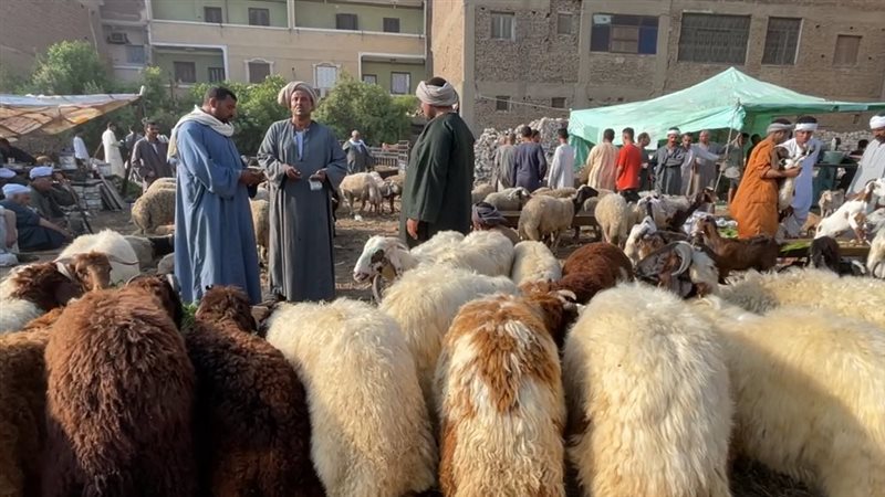 الاضاحي