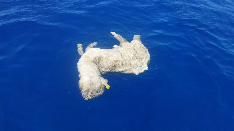 خراف نافقة، فيتو
