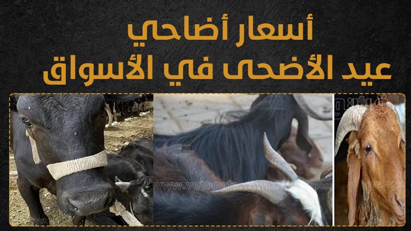 أسعار الأضاحي في
