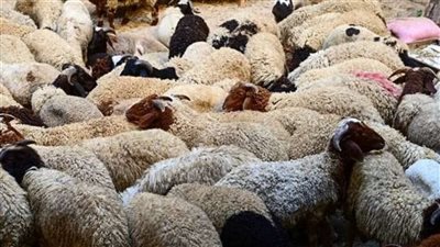 ذبح 56 أضحية في أول أيام عيد الأضحى بالبحيرة وتوزيعها على الأسر الأولى بالرعاية 