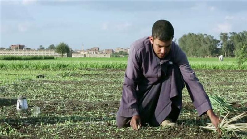  الزراعة بمياه البحر،