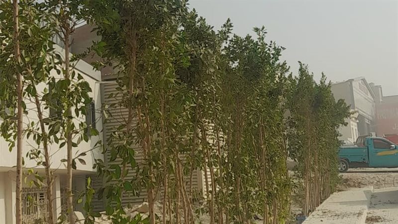 زراعة الأشجار، فيتو