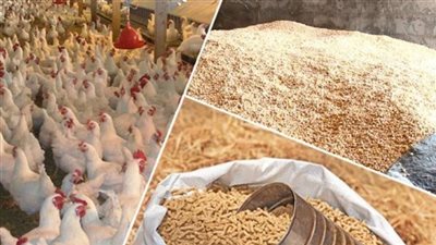 أحدث أسعار الأعلاف والحبوب في الأسواق