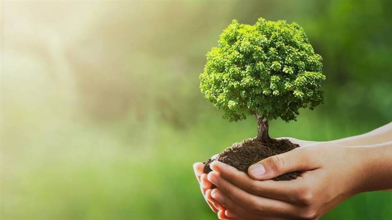 زراعة 100 مليون شجرة،
