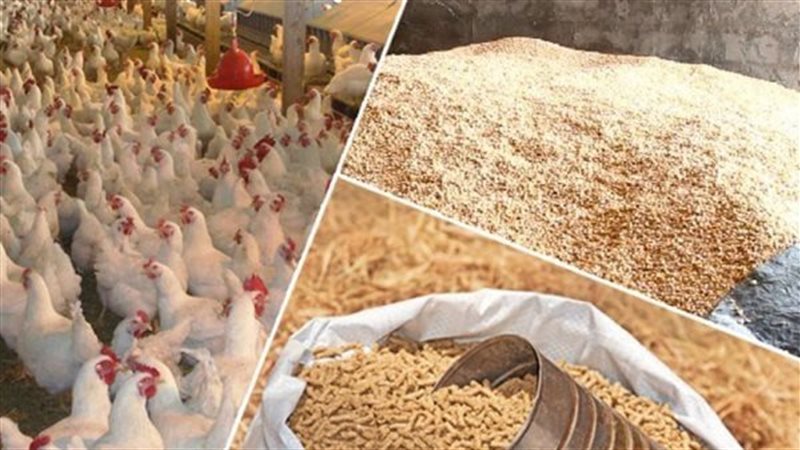 أسعار الأعلاف والحبوب
