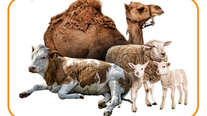 لحوم الأضاحي، فيتو