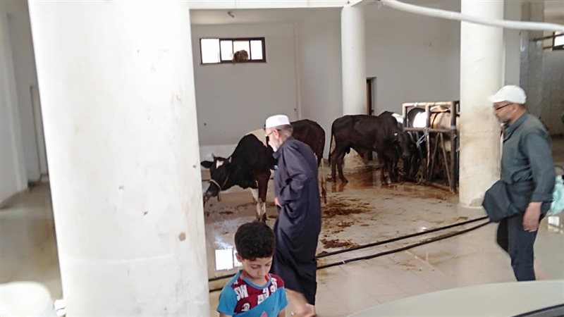 ذبح الأضاحي 