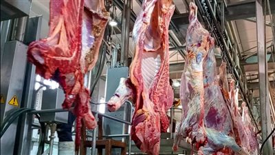 اليوم، انطلاق توزيع الدفعة الأولى من لحوم أضاحي الأوقاف، والبدء بمحافظة الجيزة 