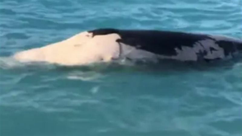 نفوق حوت بالساحل