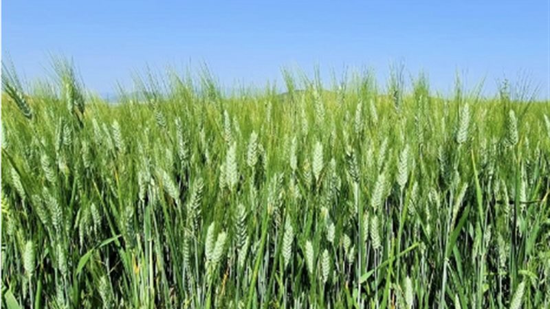 تفسير رؤية القمح