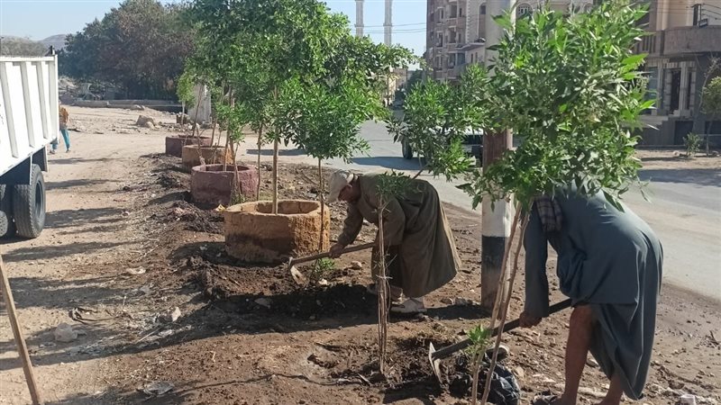 زراعة الأشجار بطريق