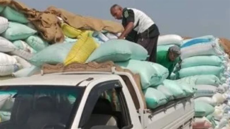 توريد القمح بمحافظة