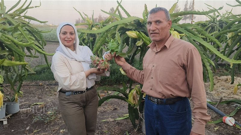 الدراجون فروت في
