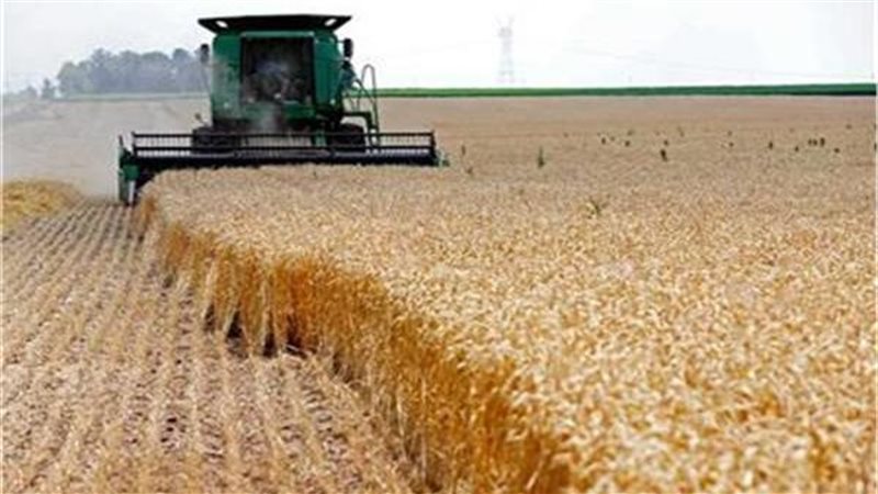 زراعة القمح بتوشكى،