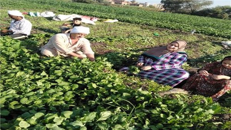زراعة البقدونس بالشرقية،