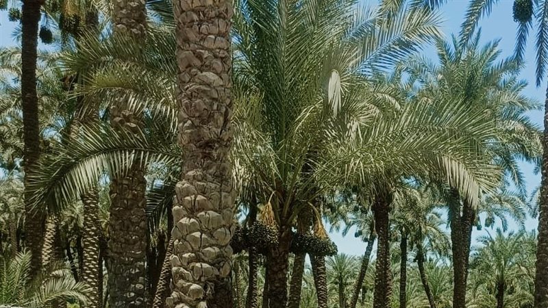 أشجار، فيتو