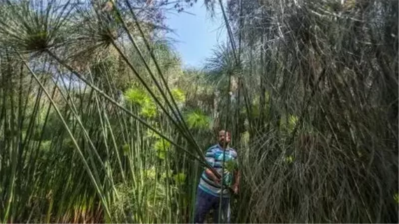 نبات البردي قرية