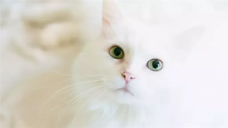 تفسير حلم القط الأبيض