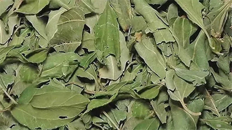 ورق السدر وفوائده