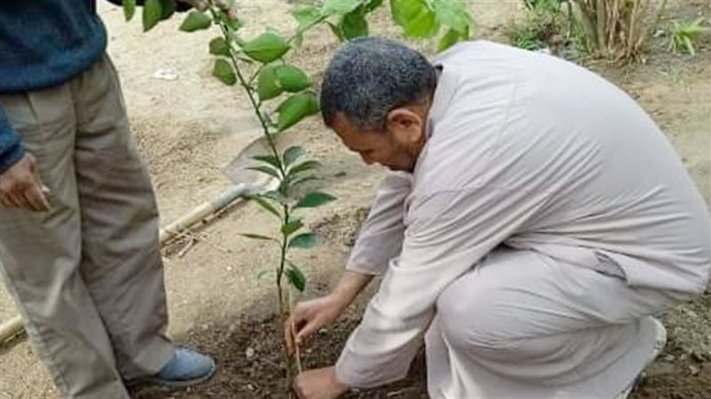 زراعة مليون شجرة،
