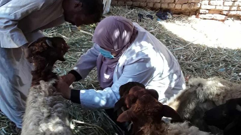 حملة تطعيم الماشية